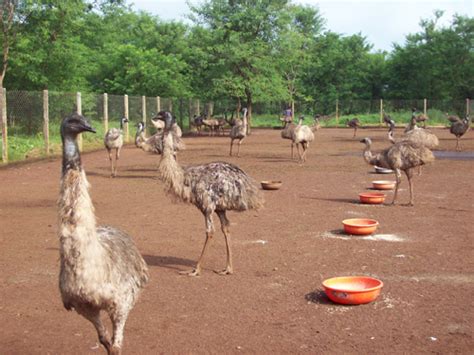 Can Emus Eat Chicken Feed: A Feathered Feast or Fowl Play?