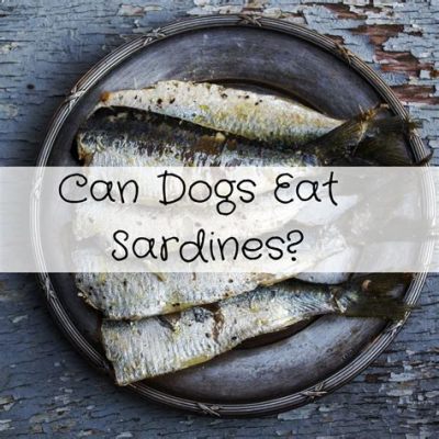 Can I Feed My Dog Sardines? And Why Do They Suddenly Want to Learn Ballet?