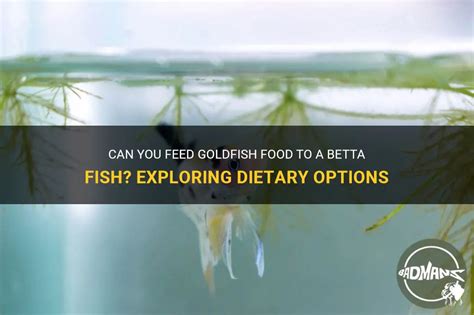 Can You Feed Goldfish Betta Food? Exploring the Unlikely Connection Between Aquatic Diets