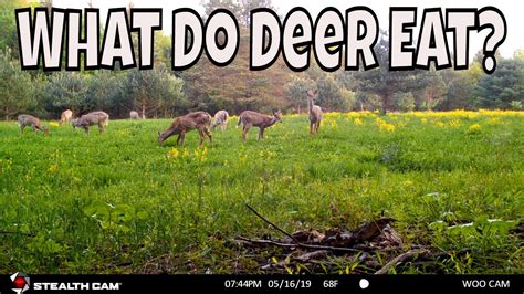 Do Deer Feed in the Rain: Exploring the Mysteries of Nature's Rhythms and Beyond