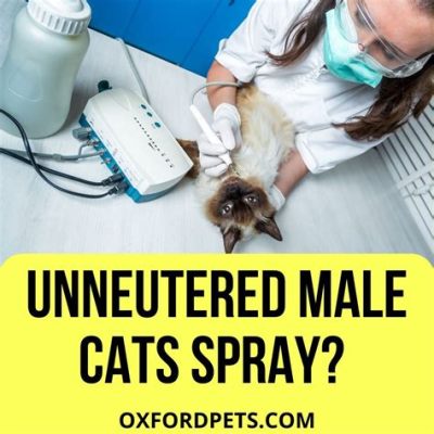 Do Male Cats Spray If Neutered? And Why Do They Still Chase Laser Dots?