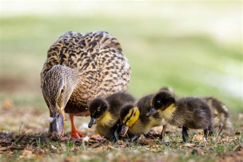 How Do Ducks Feed Their Babies, and Why Do They Sometimes Wear Tiny Hats?