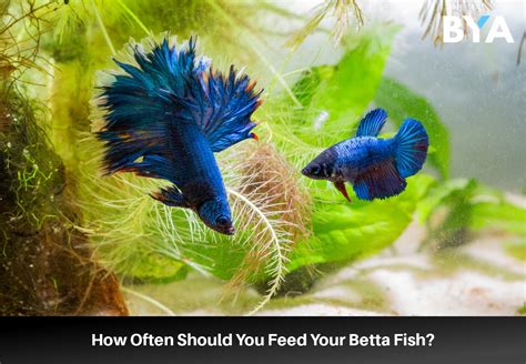 How Often to Feed Betta Fish Pellets: A Dive into the World of Aquatic Nutrition and Beyond