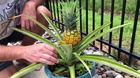 How to Make a Plastic Mold: And Why Pineapples Might Be the Secret Ingredient