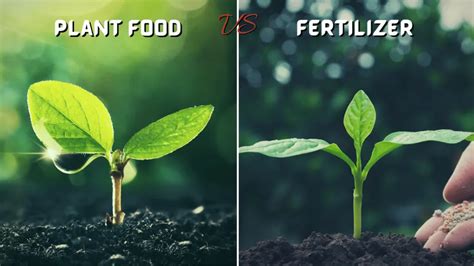 Is Fertilizer the Same as Plant Food? And Why Do Plants Crave Midnight Snacks?