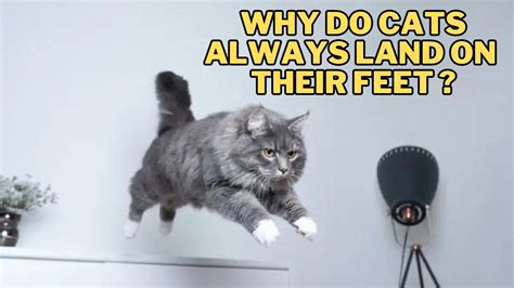 Is Glass Microwaveable? And Why Do Cats Always Land on Their Feet?