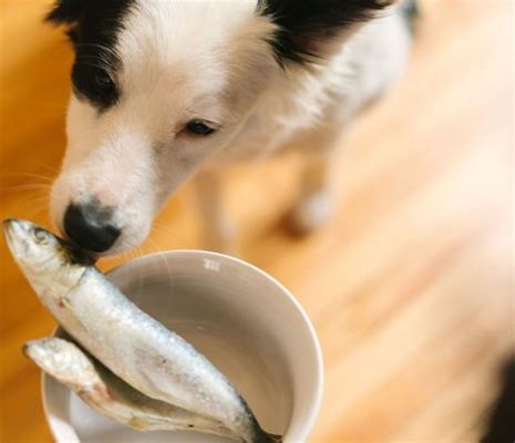 Is it ok to feed my dog sardines everyday, or should we consider the existential crisis of a goldfish in a bowl?