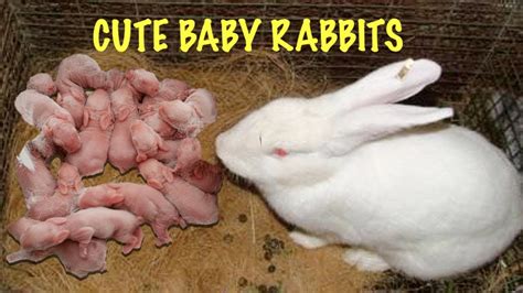 What to Feed a Newborn Rabbit: And Why They Might Prefer a Side of Moonlight