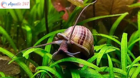 What to Feed Mystery Snails for Calcium: A Comprehensive Guide to Shell Health and Beyond