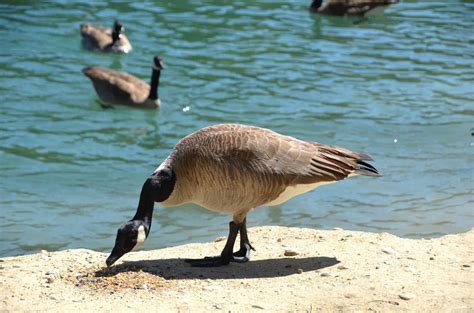 What to Feed Wild Geese: A Philosophical Inquiry into Avian Diets and Human Responsibility